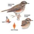 Страница определителя белобровика (Turdus iliacus) - изображение №4100 onbird.ru.