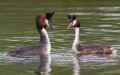 Большая поганка фото (Podiceps cristatus) - изображение №33 onbird.ru.<br>Источник: www.birdforum.net