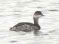Черношейная поганка фото (Podiceps nigricollis) - изображение №105 onbird.ru.<br>Источник: www.gobirding.eu