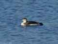 Чернозобая гагара фото (Gavia arctica) - изображение №19 onbird.ru.<br>Источник: northwestbirding.com
