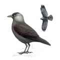 Страница определителя галки (Corvus monedula) - изображение №4051 onbird.ru.