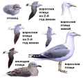 Страница определителя хохотуньи (Larus cachinnans) - изображение №3979 onbird.ru.