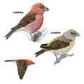 Страница определителя клеста-сосновика (Loxia pytyopsittacus) - изображение №4129 onbird.ru.