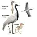 Страница определителя красавки (Anthropoides virgo) - изображение №3939 onbird.ru.