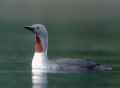 Краснозобая гагара фото (Gavia stellata) - изображение №31 onbird.ru.<br>Источник: www.birdwatchingalaska.com