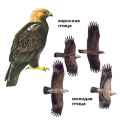 Страница определителя могильника (Aquila heliaca) - изображение №3910 onbird.ru.