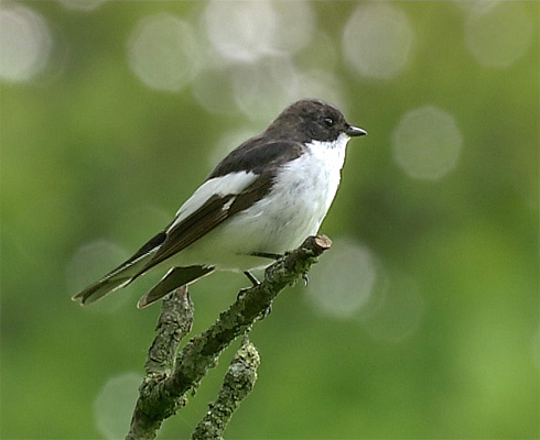 Мухоловка-пеструшка фото (Ficedula hypoleuca) - изображение №2487 onbird.ru.<br>Источник: www.birdforum.net Мухоловка-пеструшка фото (Ficedula hypoleuca) - изображение №2487 onbird.ru.<br>Источник: www.birdforum.net