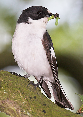 Мухоловка-пеструшка фото (Ficedula hypoleuca) - изображение №2491 onbird.ru.<br>Источник: chirptracker.com Мухоловка-пеструшка фото (Ficedula hypoleuca) - изображение №2491 onbird.ru.<br>Источник: chirptracker.com