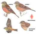 Страница определителя садовой овсянки (Emberiza hortulana) - изображение №4134 onbird.ru.