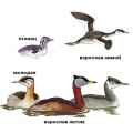 Страница определителя серощекой поганки (Podiceps grisegena) - изображение №3874 onbird.ru.