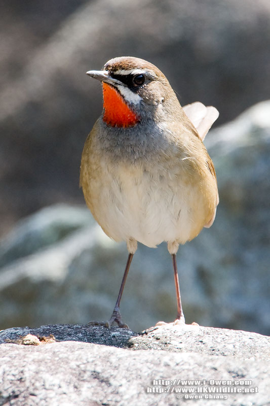 Соловей-красношейка фото (Luscinia calliope) - изображение №2544 onbird.ru.<br>Источник: orientalbirdimages.org Соловей-красношейка фото (Luscinia calliope) - изображение №2544 onbird.ru.<br>Источник: orientalbirdimages.org