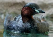 big malaya-poganka (onbird.ru).jpg